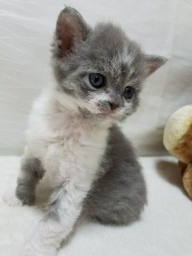セルカークレックス【愛知県・女の子・2018年7月30日・ブルー&ホワイト（巻き毛）】の写真「まんまるお目目♪　綺麗な色合いです。」