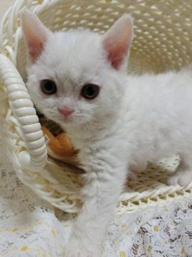 セルカークレックス【愛知県・男の子・2019年2月19日・ホワイト（巻き毛）】の写真「とっても甘え上手な男の子です」
