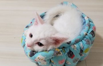 セルカークレックス【愛知県・男の子・2019年4月9日・ホワイト（巻き毛）】の写真「ごろごろ♪甘えん坊なハンサム君」