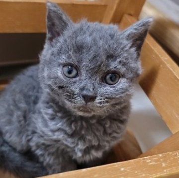 セルカークレックス【愛知県・女の子・2024年6月20日・ブルー（巻き毛）】の写真「4兄弟姉妹　次女　巻いてきました」