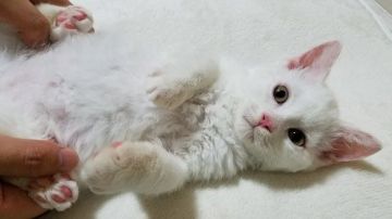 セルカークレックス【愛知県・男の子・2020年5月3日・ホワイト（巻き毛）】の写真「もこもこ、ふわふわです！」