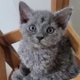 セルカークレックス【愛知県・男の子・2024年4月20日・ブルー】の写真1「ぬいぐるみ感　たっぷり♪」