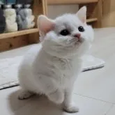 セルカークレックス【愛知県・女の子・2023年1月23日・ホワイト】の写真1「3月13日撮影」