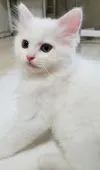 セルカークレックス【愛知県・男の子・2019年4月9日・ホワイト】の写真3「6月21日撮影」