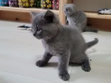 シャルトリュー【愛知県・男の子・2021年2月5日・ブルー】の写真3「3月13日撮影」