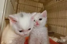 セルカークレックス【愛知県・男の子・2017年1月24日・ホワイト】の写真3