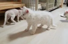 セルカークレックス【愛知県・男の子・2019年4月9日・ホワイト】の写真4「6月21日撮影」