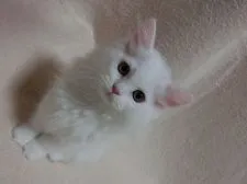 セルカークレックス【愛知県・女の子・2016年6月18日・ホワイト】の写真4