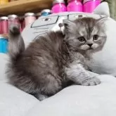 セルカークレックス【愛知県・女の子・2025年8月30日・シェーデットシルバー】の写真11