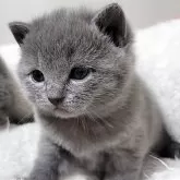 シャルトリュー【愛知県・女の子・2025年11月1日・ブルー】の写真3