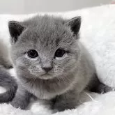 シャルトリュー【愛知県・女の子・2025年11月1日・ブルー】の写真2