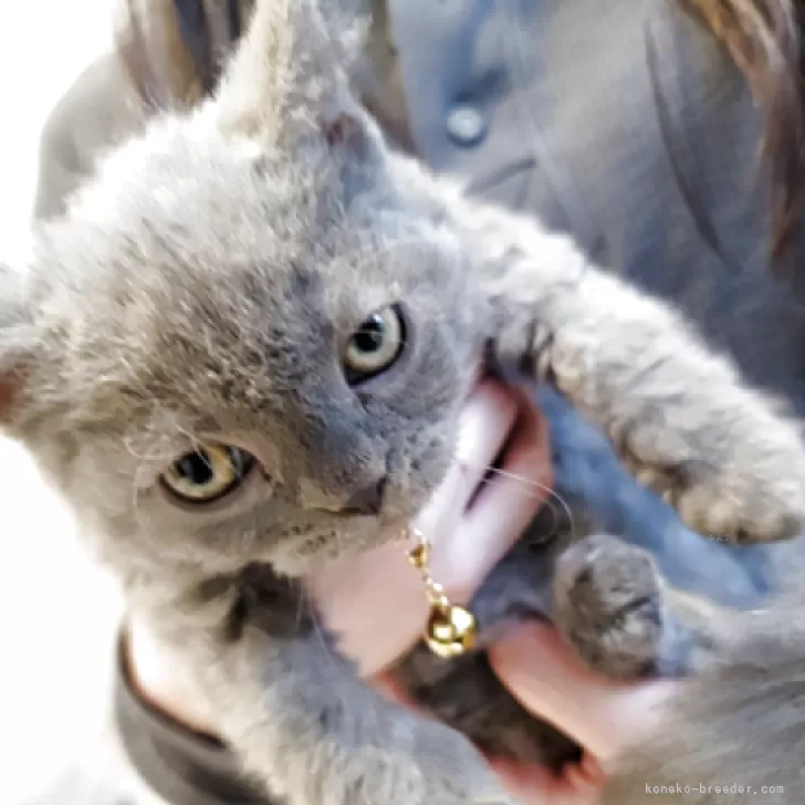 ID：2510-00793の子猫