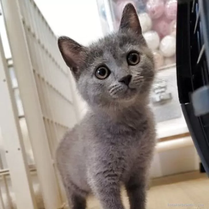 ダヤン大好き 様のお迎えした子猫