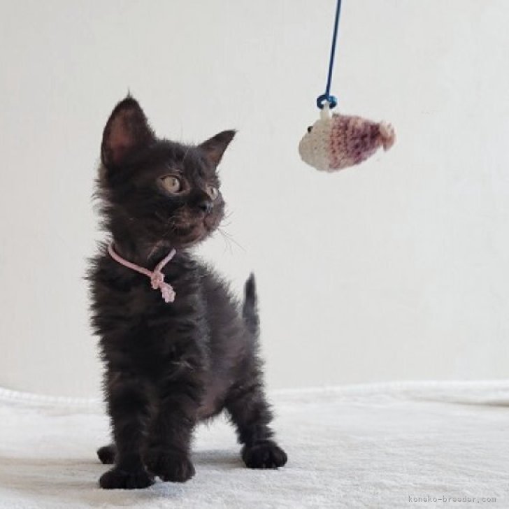 J.S 様のお迎えした子猫