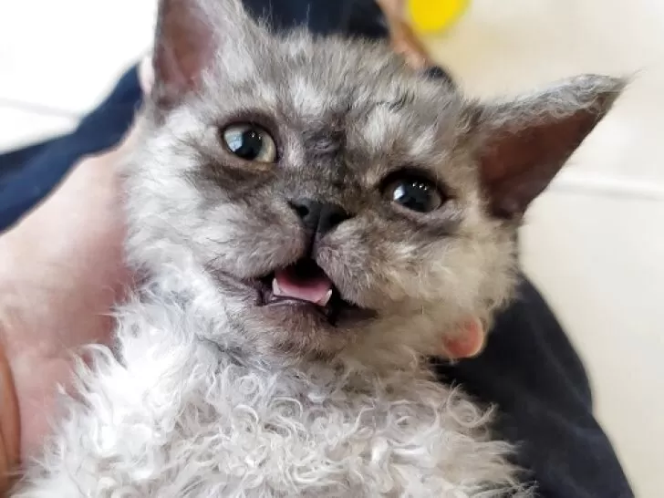 ID:2504-03443の子猫