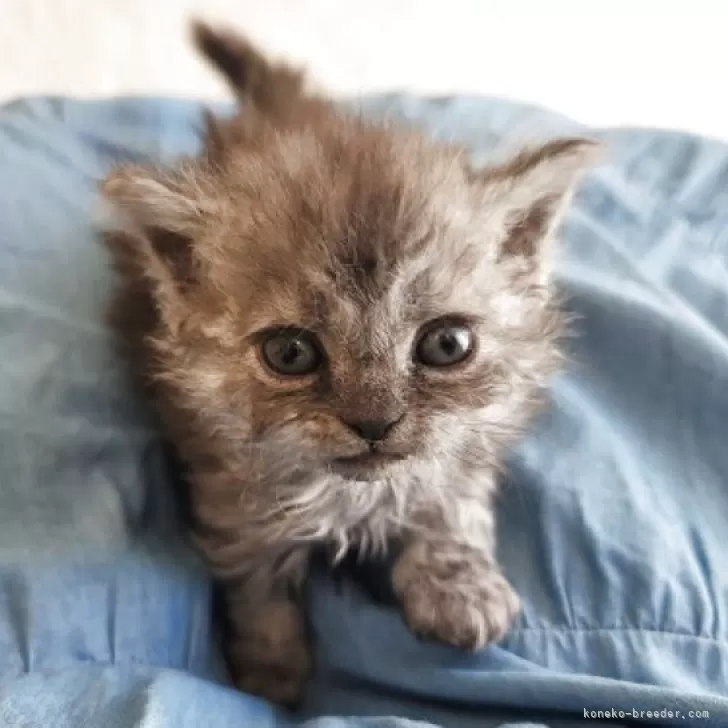 ミナ 様のお迎えした子猫