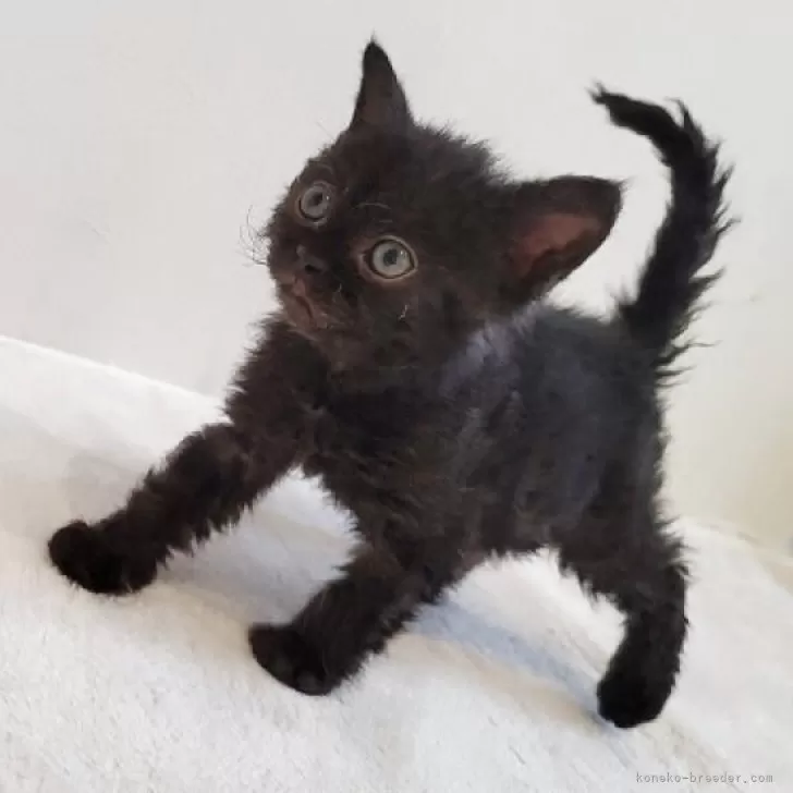 ID：2506-03391の子猫