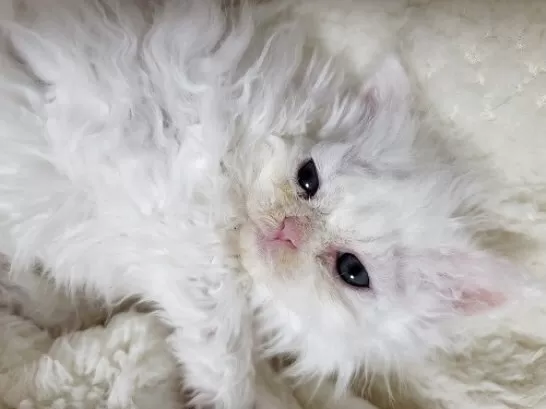 ID：2505-01546の子猫