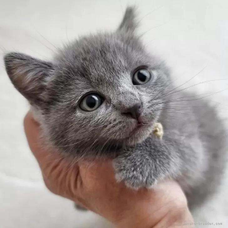 C.S 様のお迎えした子猫