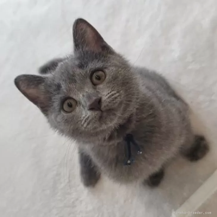 ID：2508-00372の子猫