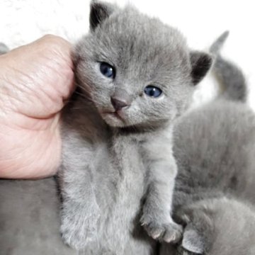 シャルトリュー【愛知県・女の子・2025年11月1日・ブルー（直毛）】の写真「おめめが開きました！」