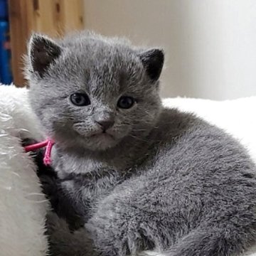 シャルトリュー【愛知県・女の子・2025年11月1日・ブルー（直毛）】の写真「おめめが開きました！」