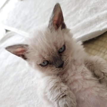 セルカークレックス【愛知県・女の子・2025年9月14日・ブルーポイント（巻き毛）】の写真「3姉妹」