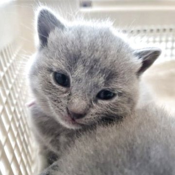 シャルトリュー【愛知県・女の子・2025年4月4日・ブルー（直毛）】の写真「よちよち歩き出来る様になりました」
