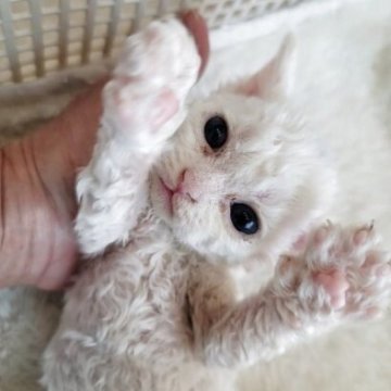セルカークレックス【愛知県・男の子・2025年4月1日・ホワイト（巻き毛）】の写真「おめめが開きました！」