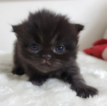 セルカークレックス【愛知県・男の子・2025年8月30日・ブラックスモーク（直毛・ロング）】の写真「ふわふわ～♪」