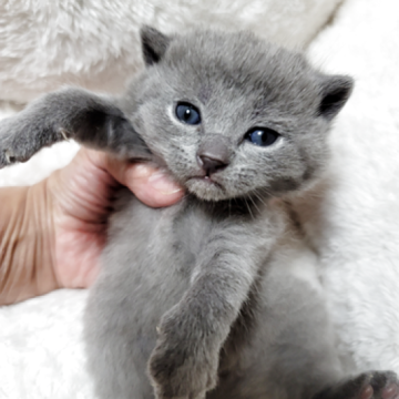 シャルトリュー【愛知県・男の子・2025年11月1日・ブルー（直毛）】の写真「おめめが開きました！」