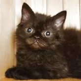 セルカークレックス【愛知県・女の子・2025年4月4日・ブラックスモーク】の写真1