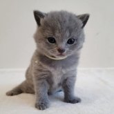 シャルトリュー