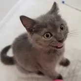 シャルトリュー【愛知県・男の子・2025年5月11日・ブルー】の写真1