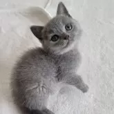 シャルトリュー