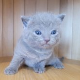 シャルトリュー