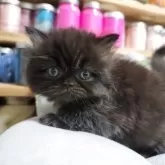 セルカークレックス