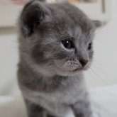 シャルトリュー