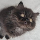 セルカークレックス