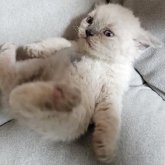 セルカークレックス