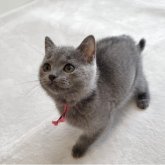 シャルトリュー