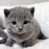 シャルトリュー【愛知県・女の子・2025年11月1日・ブルー】の写真1