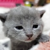 シャルトリュー