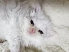 セルカークレックス【愛知県・女の子・2025年4月12日・ホワイト】の写真2