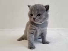 シャルトリュー【愛知県・女の子・2025年4月4日・ブルー】の写真13