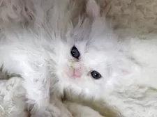 セルカークレックス【愛知県・女の子・2025年4月12日・ホワイト】の写真4