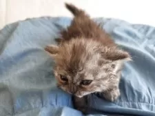 セルカークレックス【愛知県・男の子・2025年4月12日・ブルー】の写真6