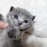 シャルトリュー【愛知県・女の子・2025年11月1日・ブルー】の写真12