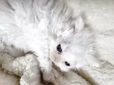 セルカークレックス【愛知県・女の子・2025年4月12日・ホワイト】の写真7