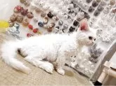 セルカークレックス【愛知県・女の子・2025年4月13日・ホワイト】の写真6